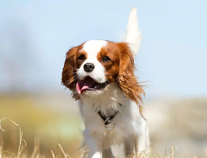 Cocker Spaniel with tongue out Cocker Spaniel with tongue out