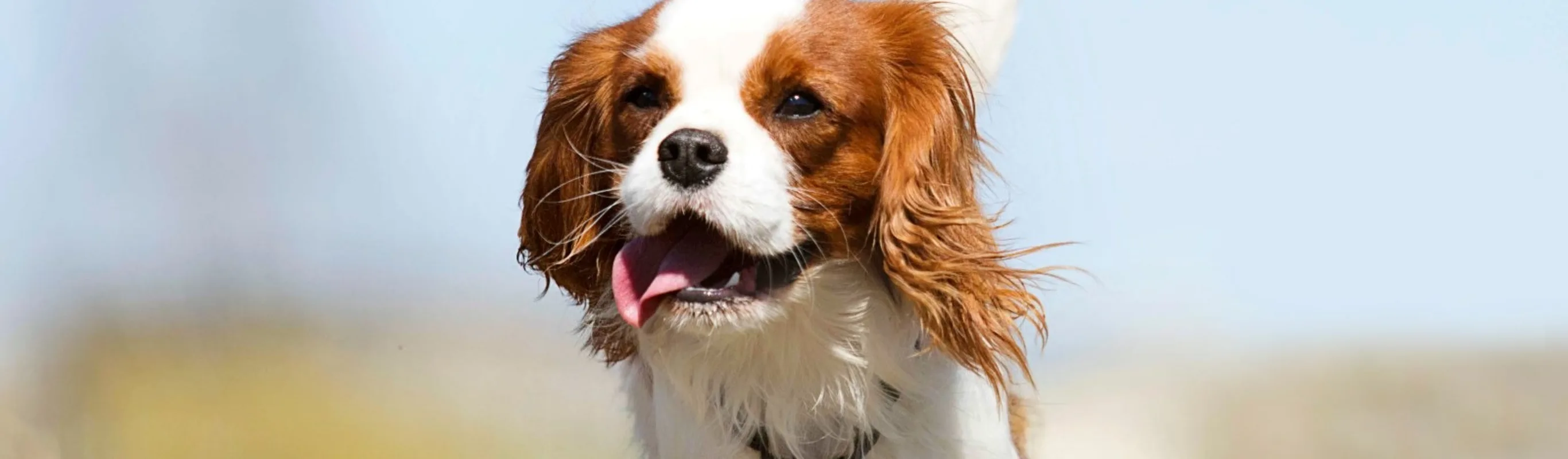 Cocker Spaniel with tongue out Cocker Spaniel with tongue out