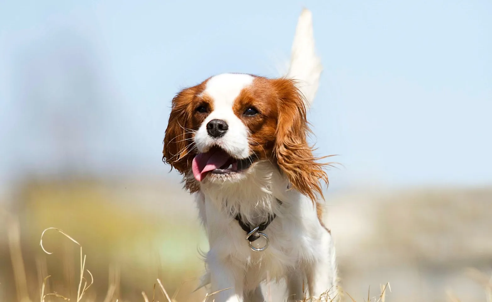Cocker Spaniel with tongue out Cocker Spaniel with tongue out
