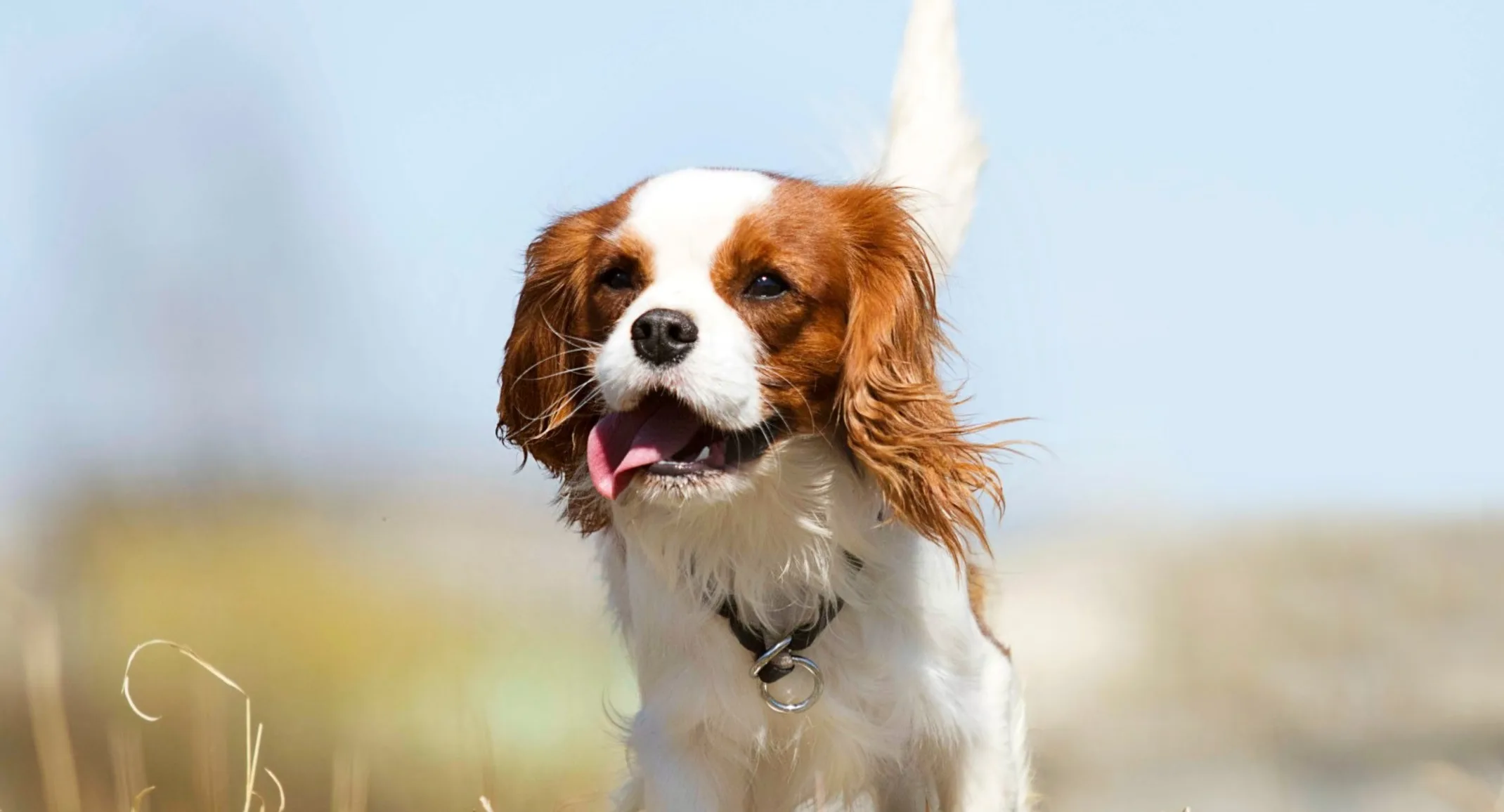 Cocker Spaniel with tongue out Cocker Spaniel with tongue out