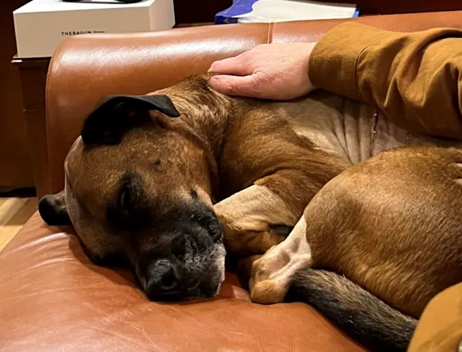 Sherman sleeping on a couch Sherman sleeping on a couch