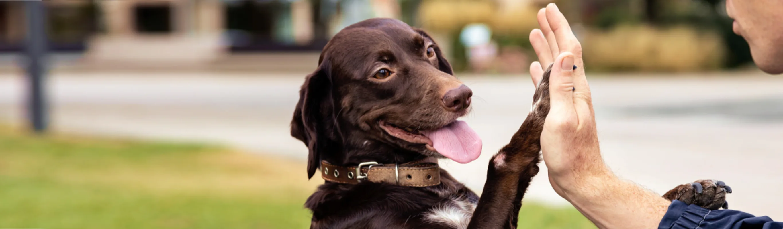 Dog Giving Owner High Five Dog Giving Owner High Five
