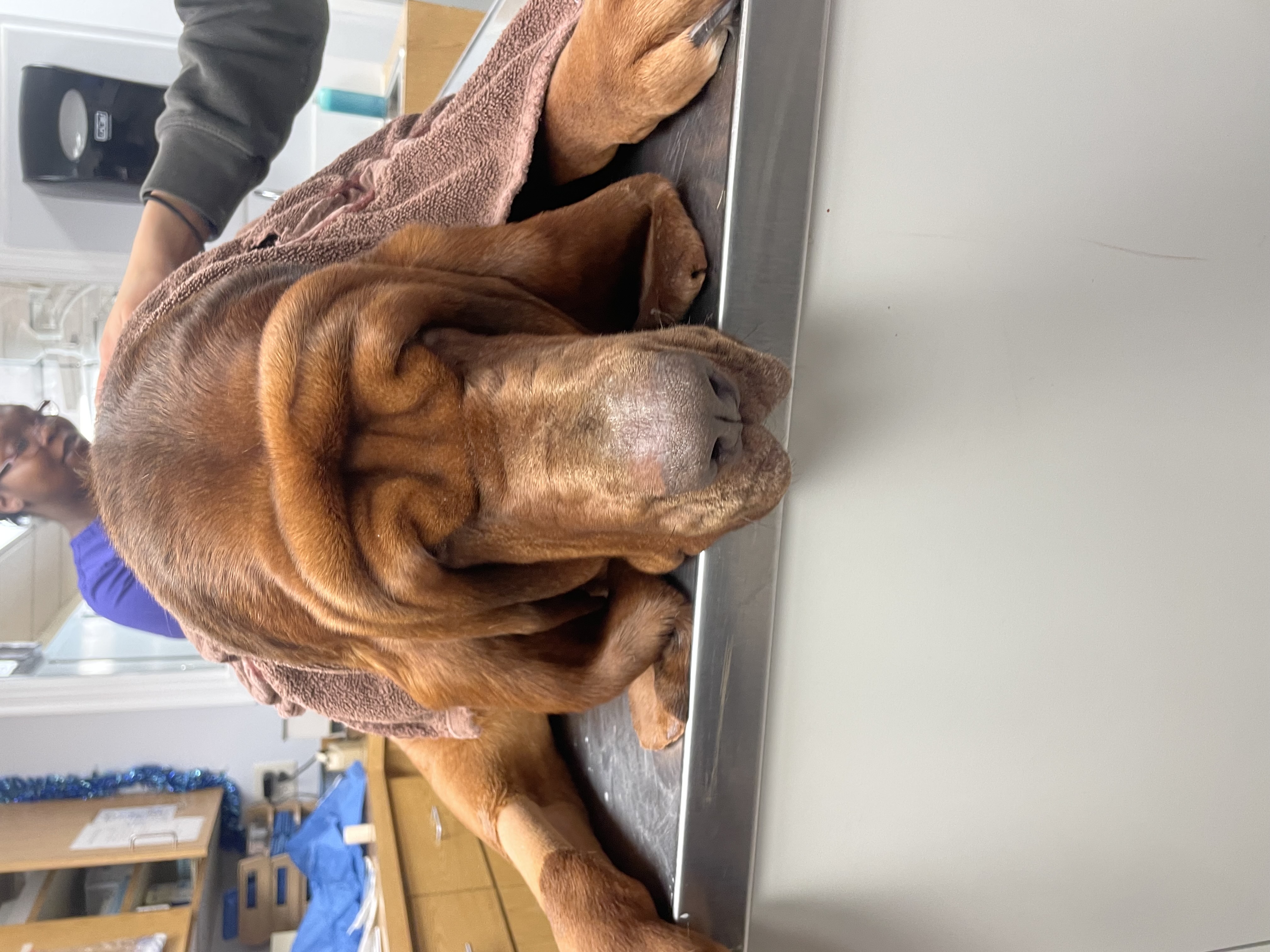 Brown Dog in Towel at Ferry Farm Animal Clinic