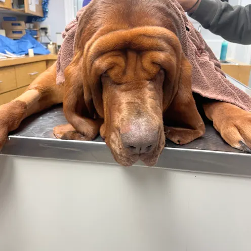 Brown Dog in Towel at Ferry Farm Animal Clinic Brown Dog in Towel at Ferry Farm Animal Clinic