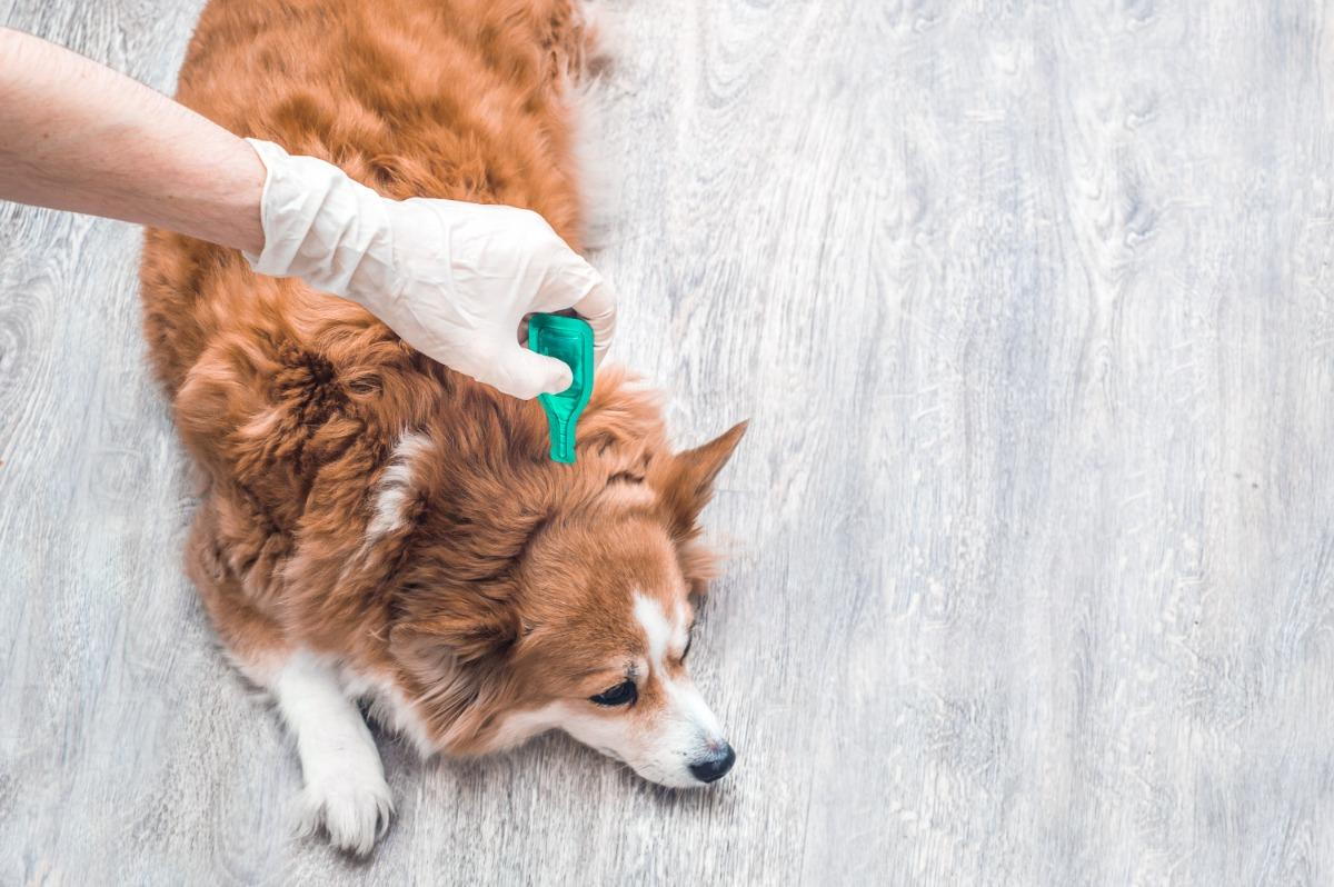 Dog with fleas