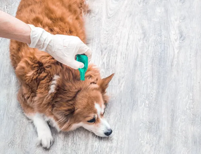 Dog with fleas Dog with fleas