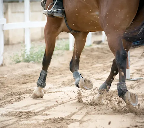 Equine athlete on brown horse Equine athlete on brown horse