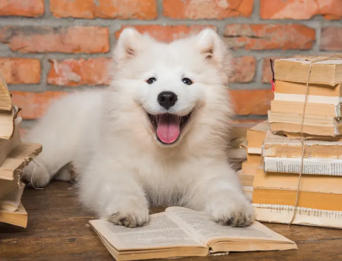 Dog laying on books