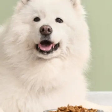 A White Dog Lying Next to a Food Bowl A White Dog Lying Next to a Food Bowl