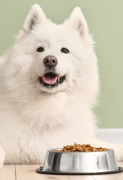 A White Dog Lying Next to a Food Bowl A White Dog Lying Next to a Food Bowl