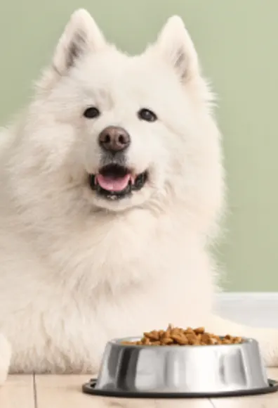 A White Dog Lying Next to a Food Bowl