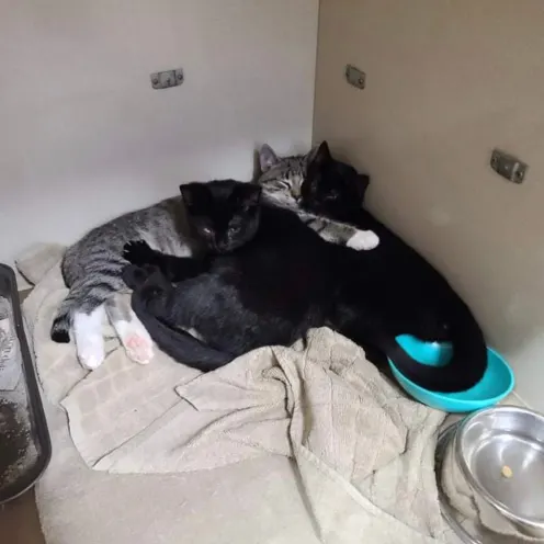 Cats sleeping together at The Cat Clinic