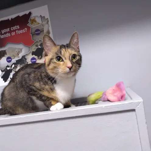 Cat on Cabinet at The Cat Clinic