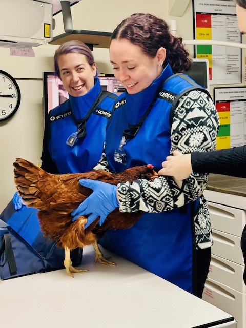 Our staff members examining a chicken