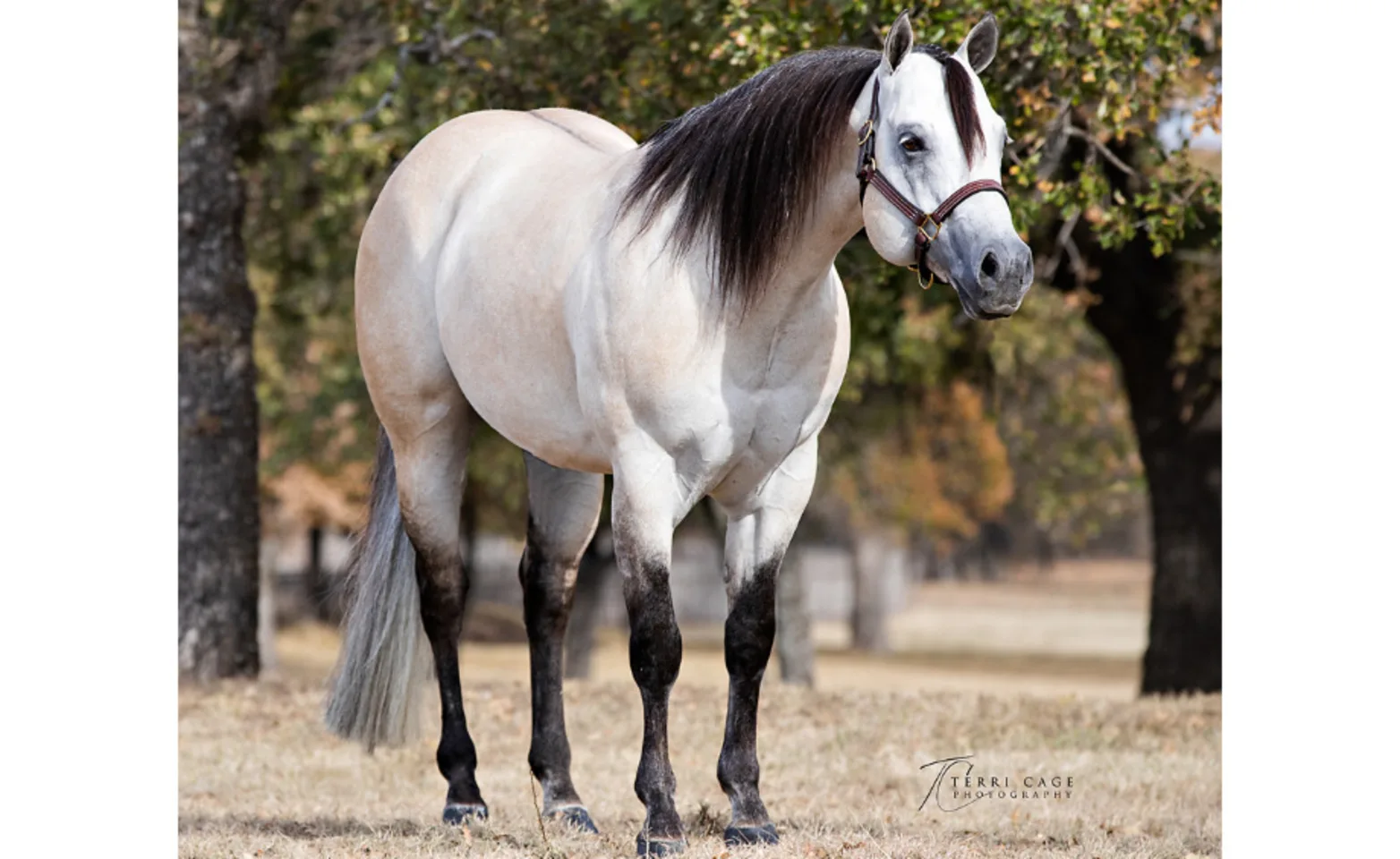 A white horse named CT Show Me Your Guns A white horse named CT Show Me Your Guns