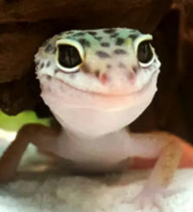 Toothless, the Leopard Gecko Toothless, the Leopard Gecko