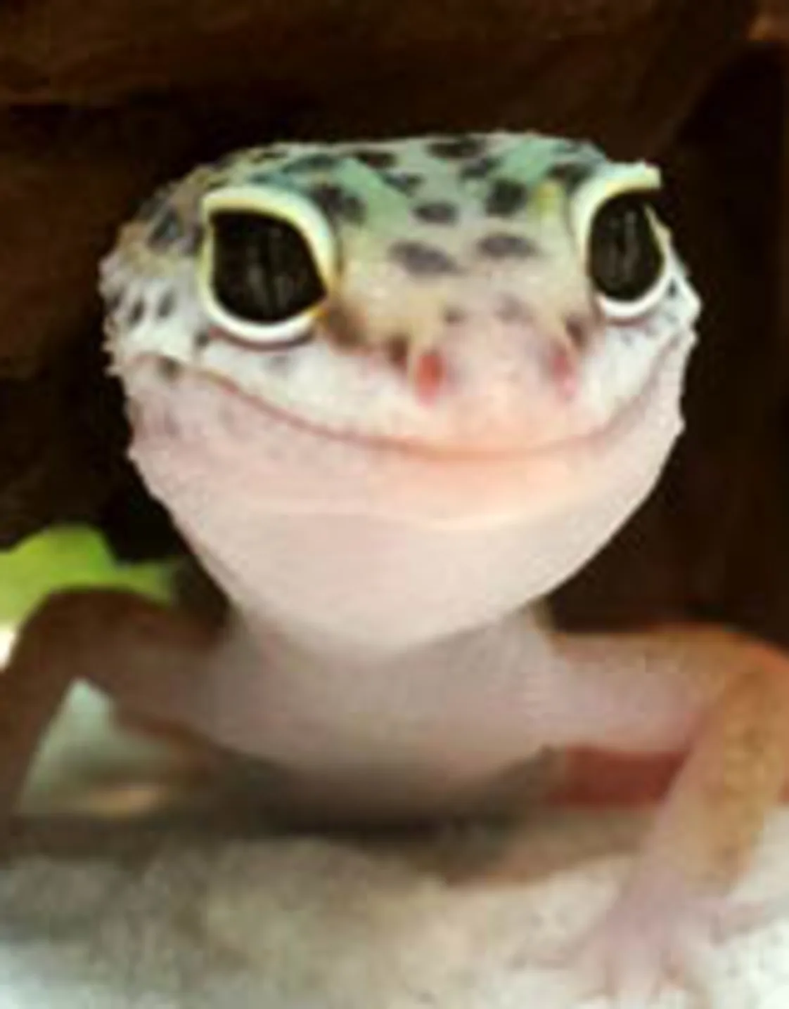 Toothless, the Leopard Gecko Toothless, the Leopard Gecko
