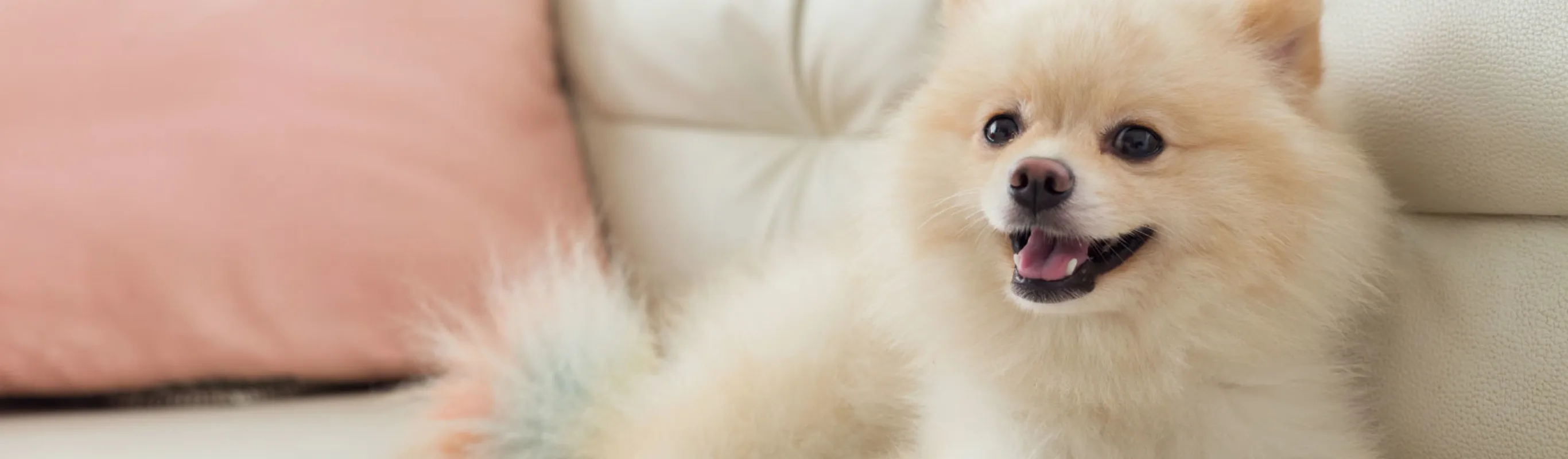 Smiling Dog on couch Smiling Dog on couch