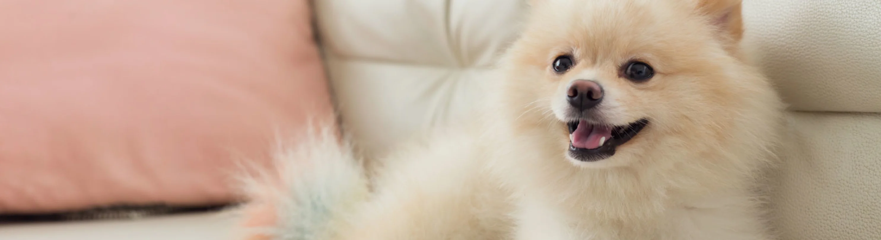 Smiling Dog on couch Smiling Dog on couch