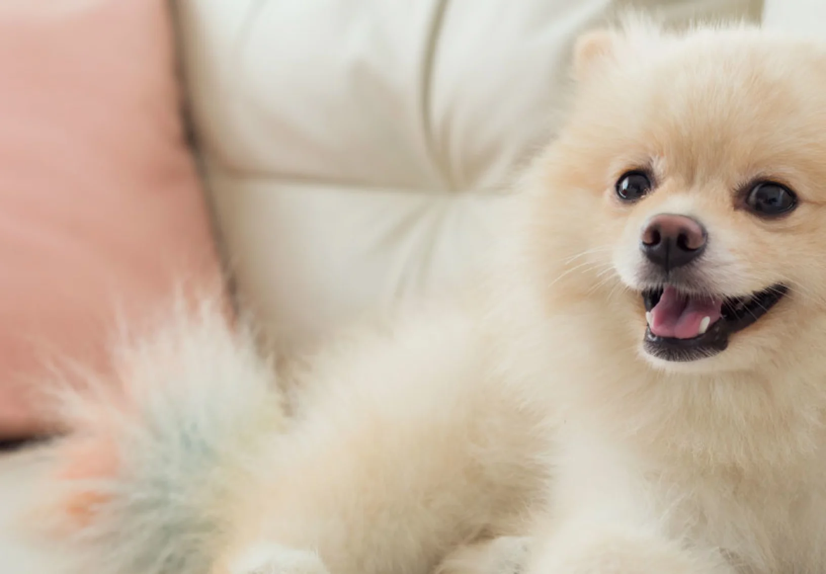 Smiling Dog on couch