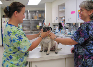 Poquoson Veterinary Hospital Patient Exam. Two female nurses are checking on a white pug dog.  The pug is placed on a counter but one of the nurses is giving the pug bunny ears as someone takes a picture.