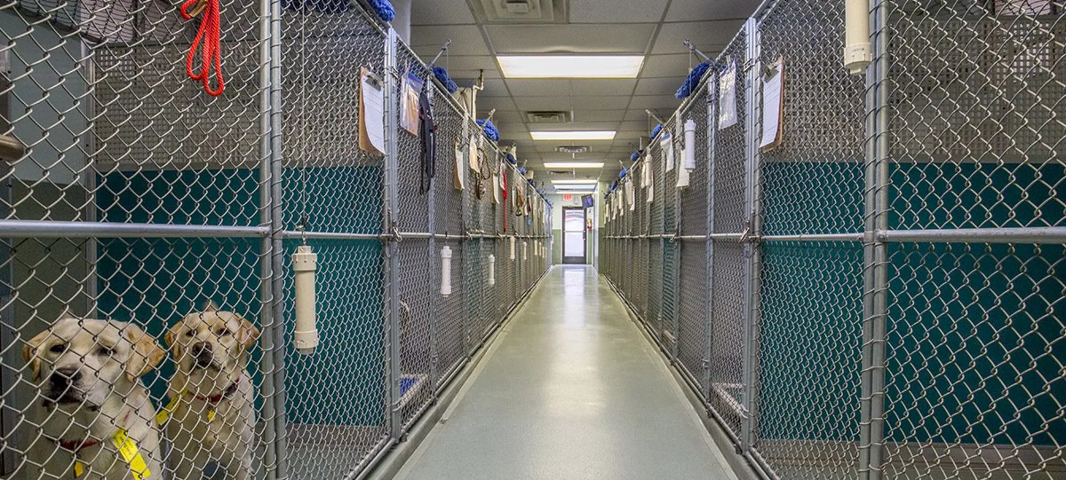 dog boarding kennels dog boarding kennels