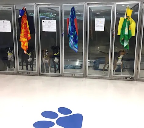 Bark Beach Premium Boarding Bark Beach Premium Boarding