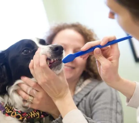 Two staff members brushing a dog's teeth Two staff members brushing a dog's teeth