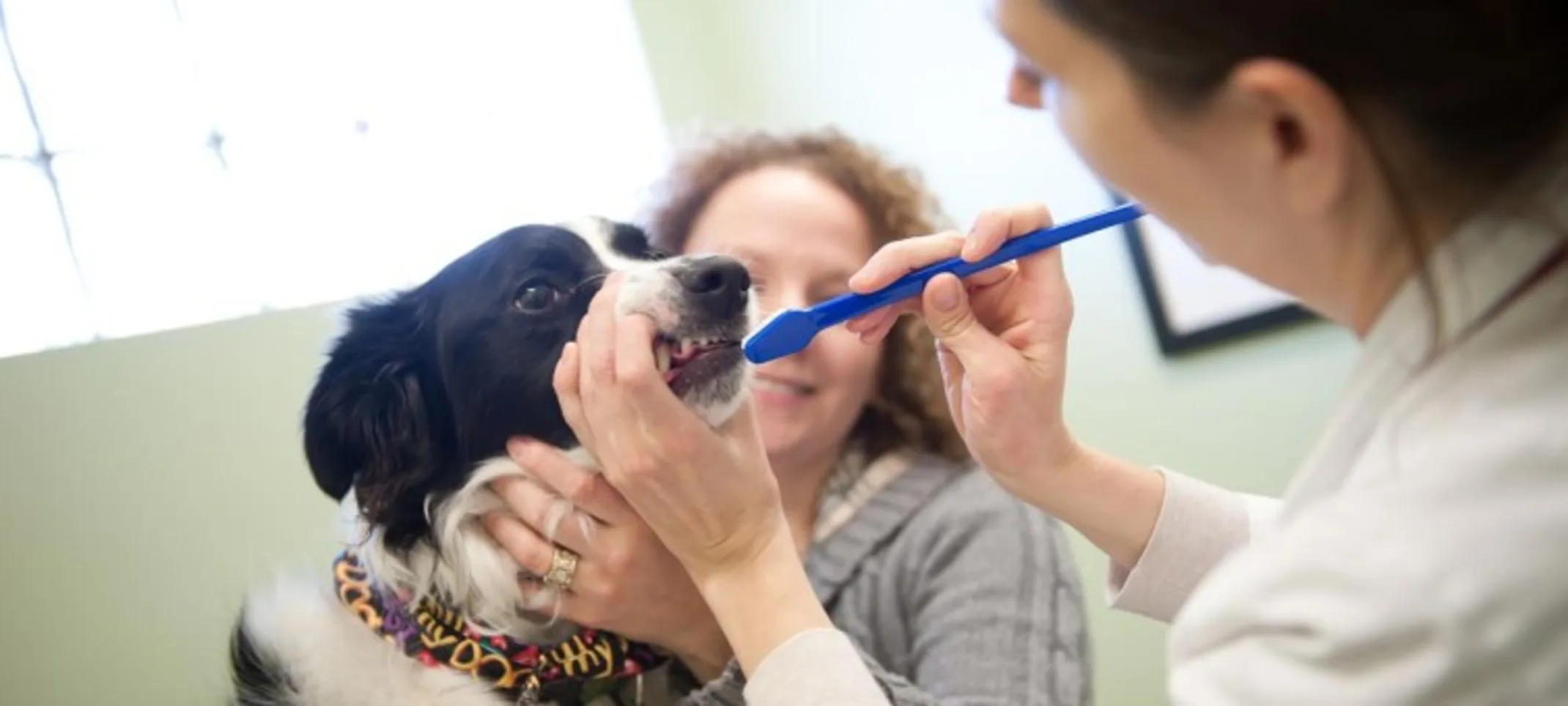 Two staff members brushing a dog's teeth Two staff members brushing a dog's teeth