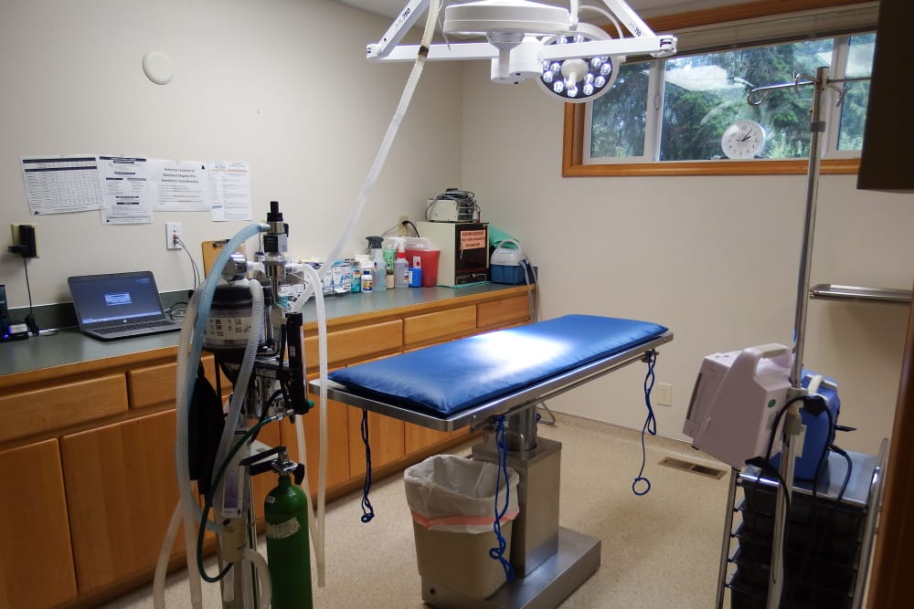 Angeles Clinic for Animals Surgery