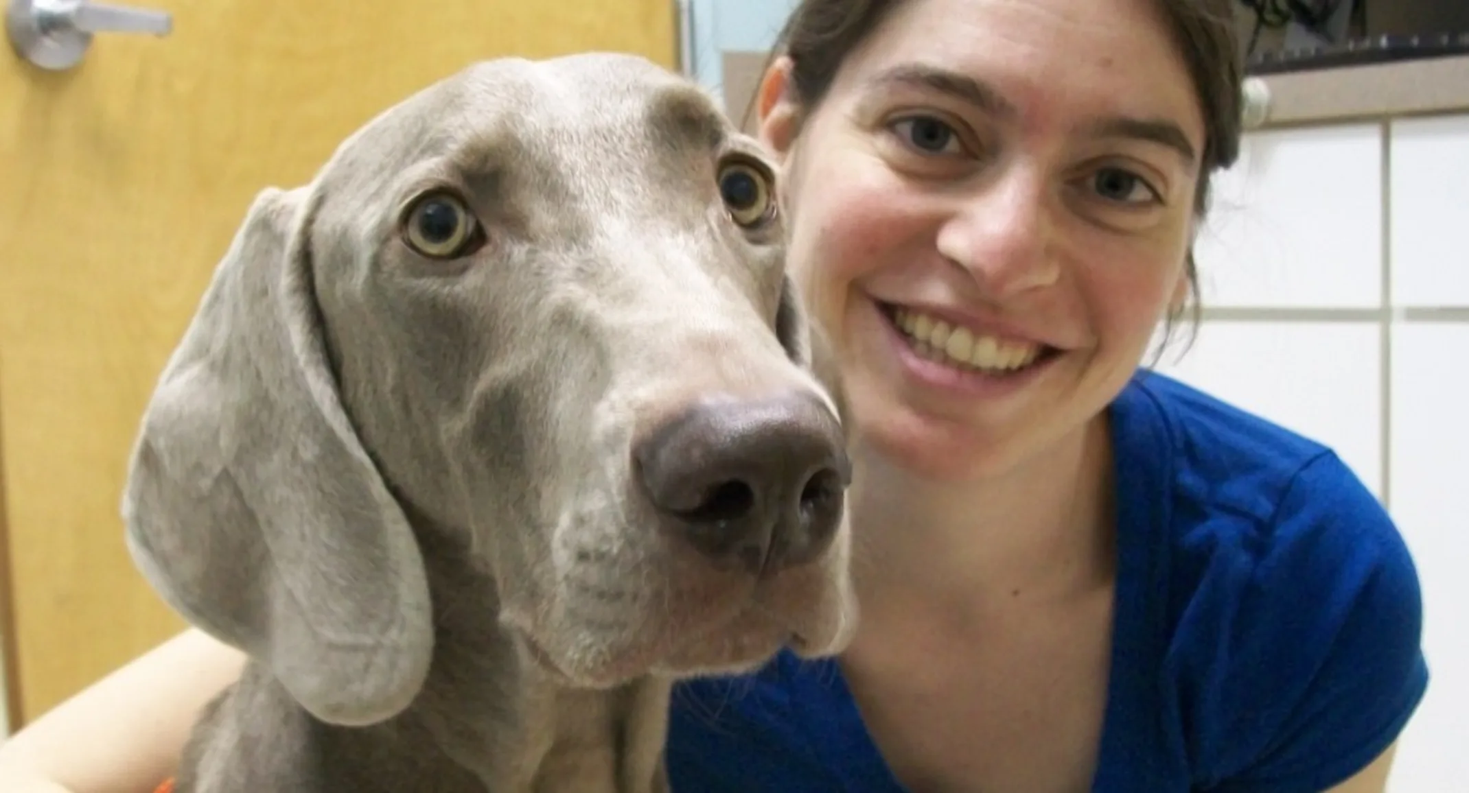 Woman in a blue shirt smiling next to Hobbes, a Weimaraner Woman in a blue shirt smiling next to Hobbes, a Weimaraner