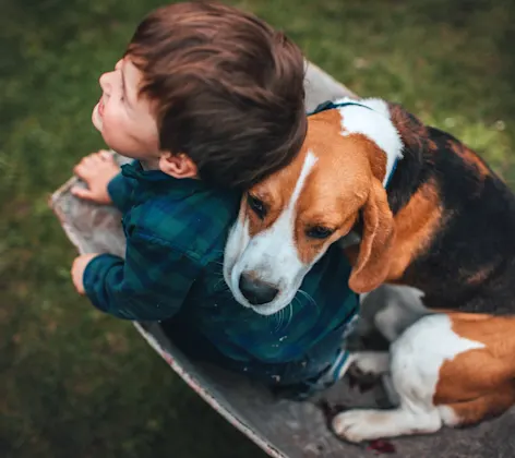 Dog and boy Dog and boy