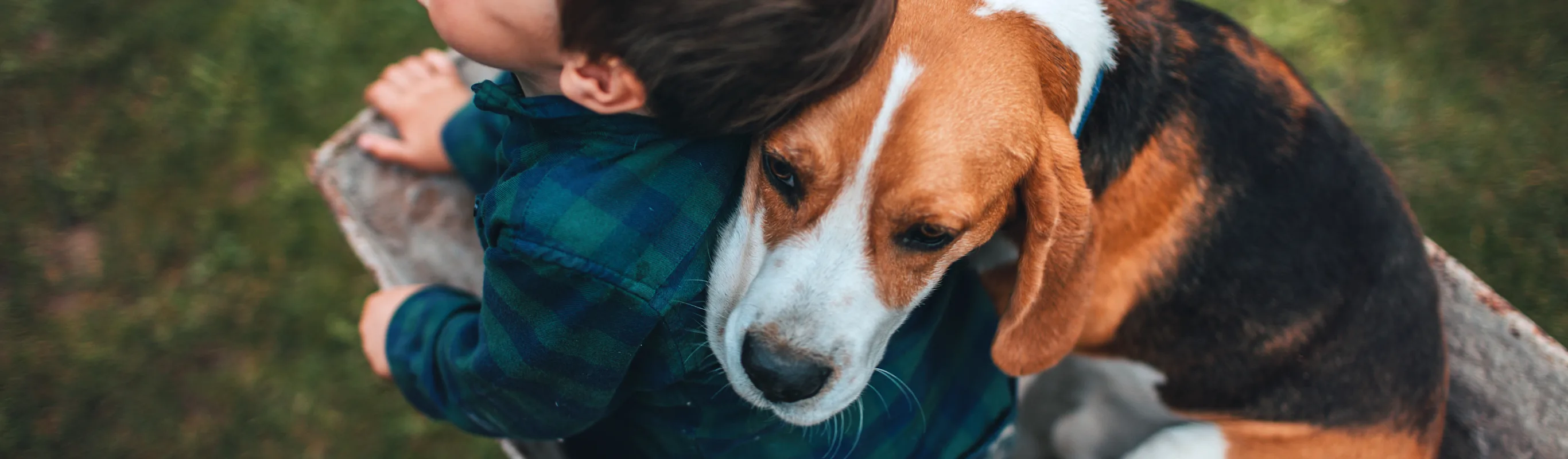 Dog and boy Dog and boy