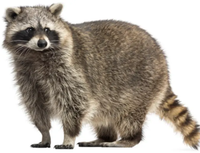 raccoon standing raccoon standing