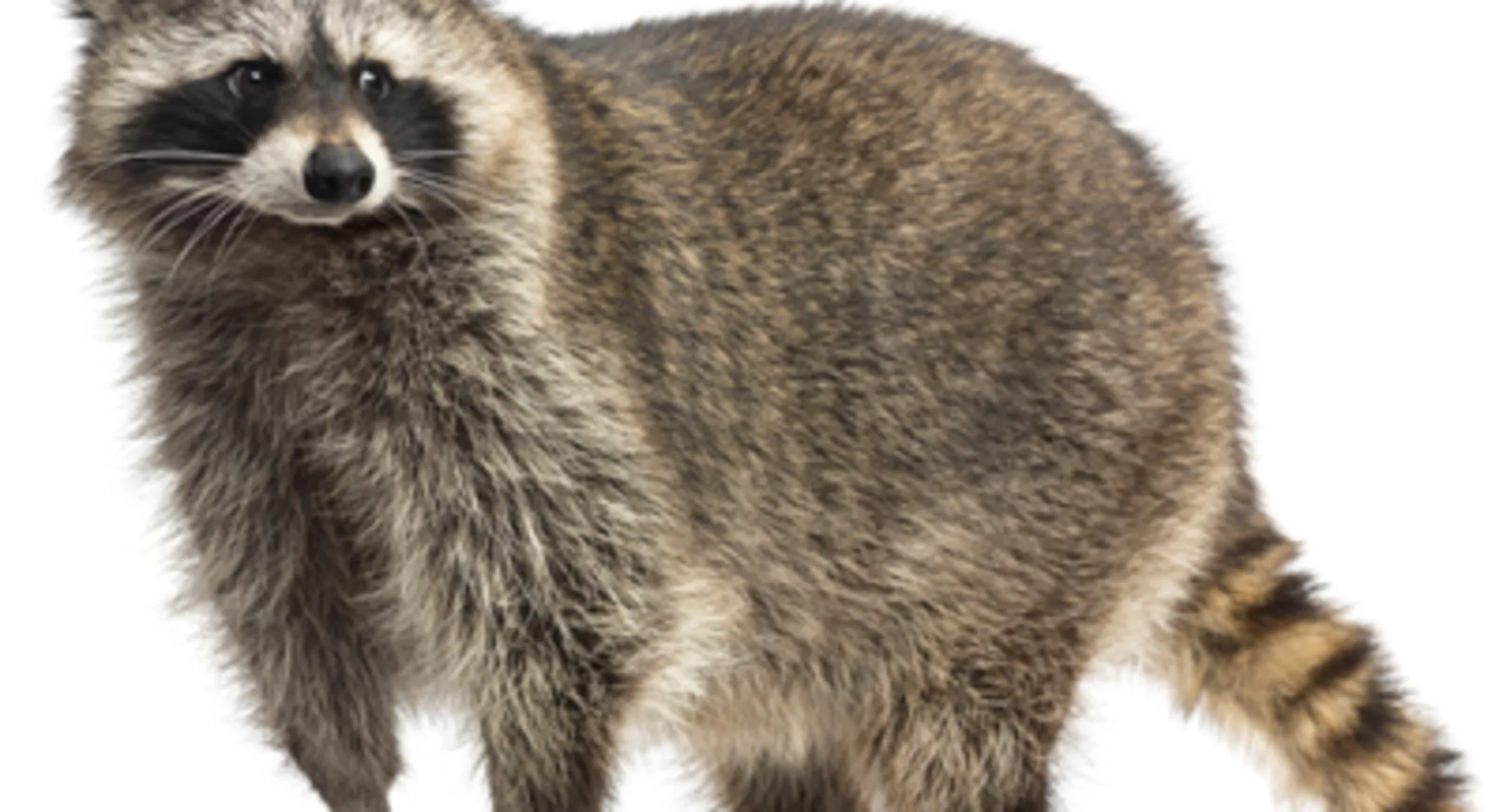 raccoon standing raccoon standing