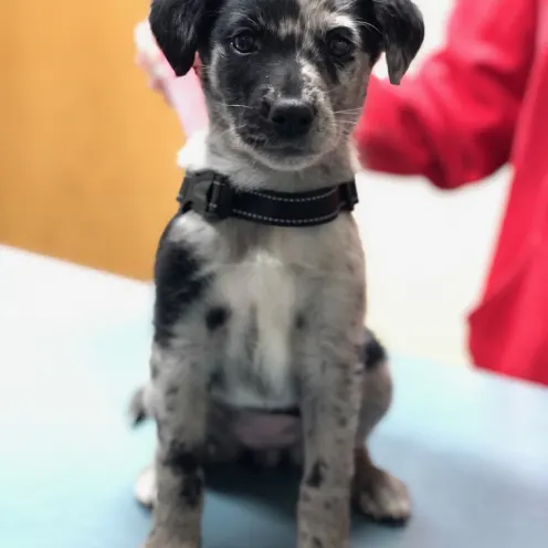 North Country Veterinary Services with Black and Grey Puppy