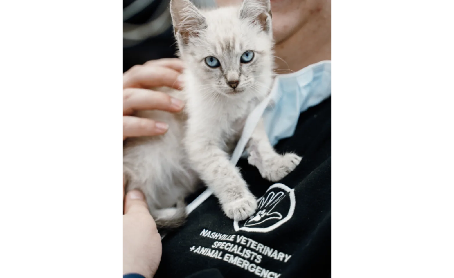 Staff Member Holding White Kitten at Nashville Veterinary Specialists Staff Member Holding White Kitten at Nashville Veterinary Specialists