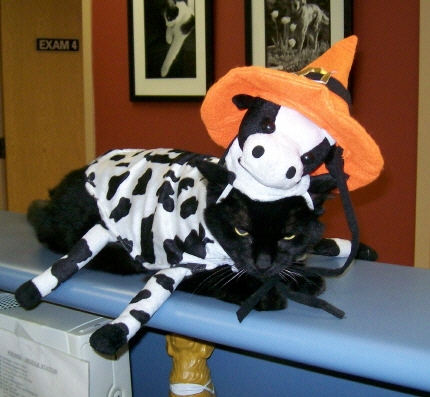Spookie with a cow costume