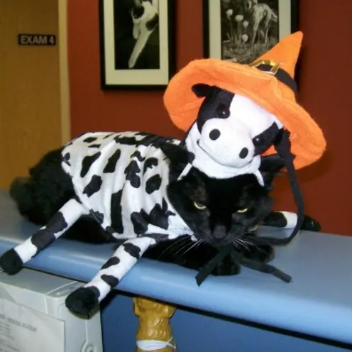 Spookie with a cow costume Spookie with a cow costume