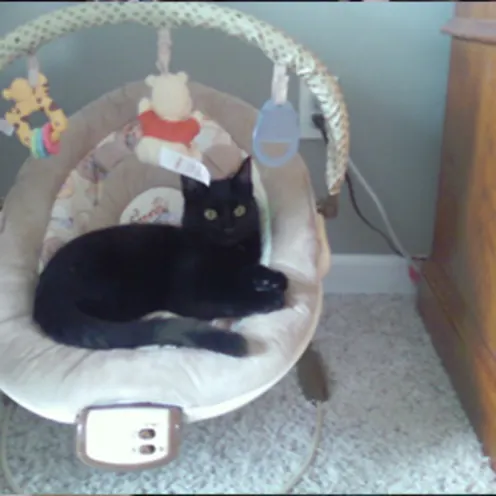 Cat in baby crib