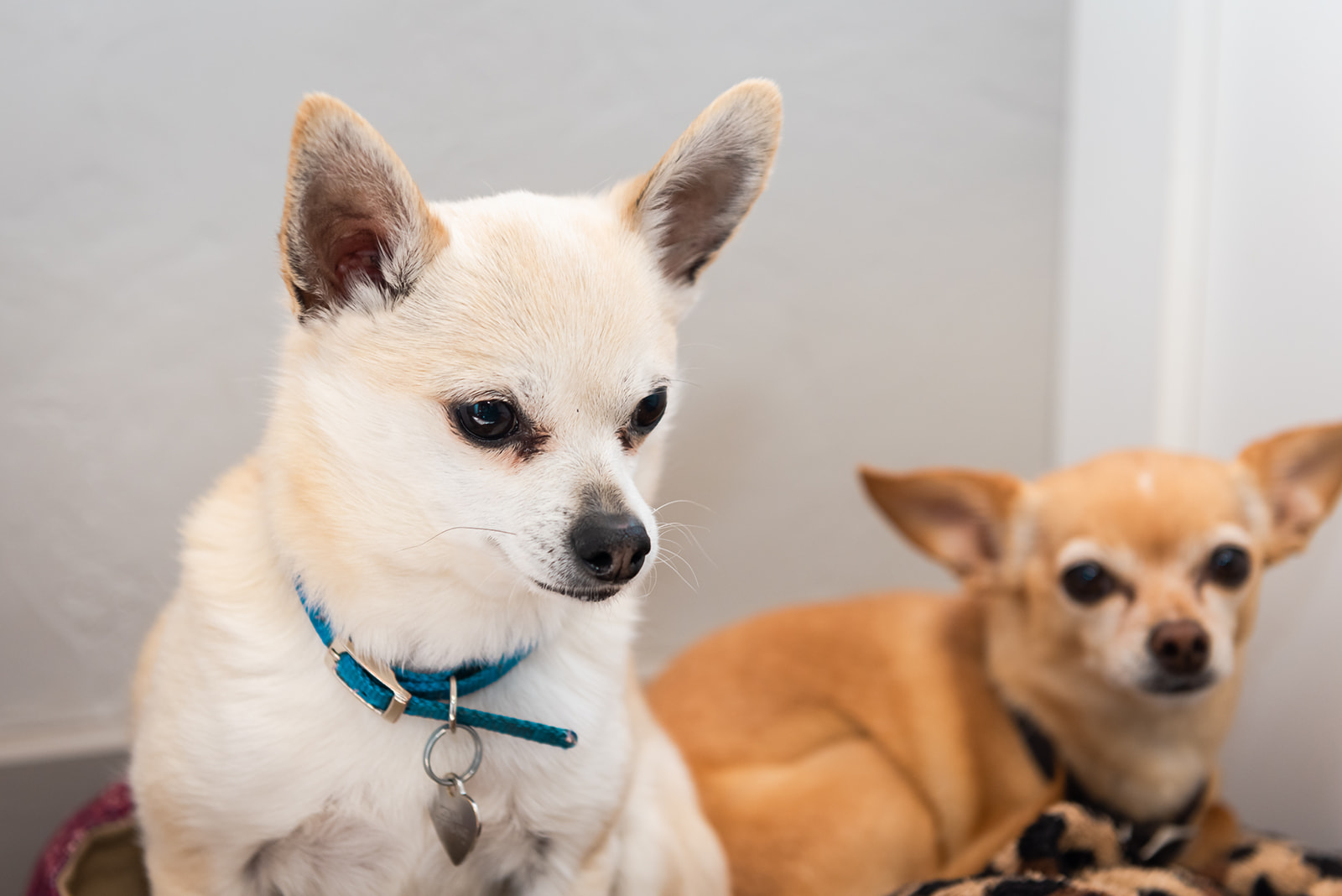 2 Small dogs, one white chihuahua and one brown one