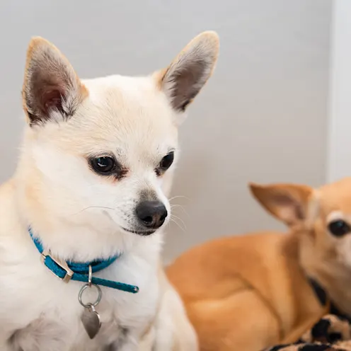 2 Small dogs, one white chihuahua and one brown one 2 Small dogs, one white chihuahua and one brown one