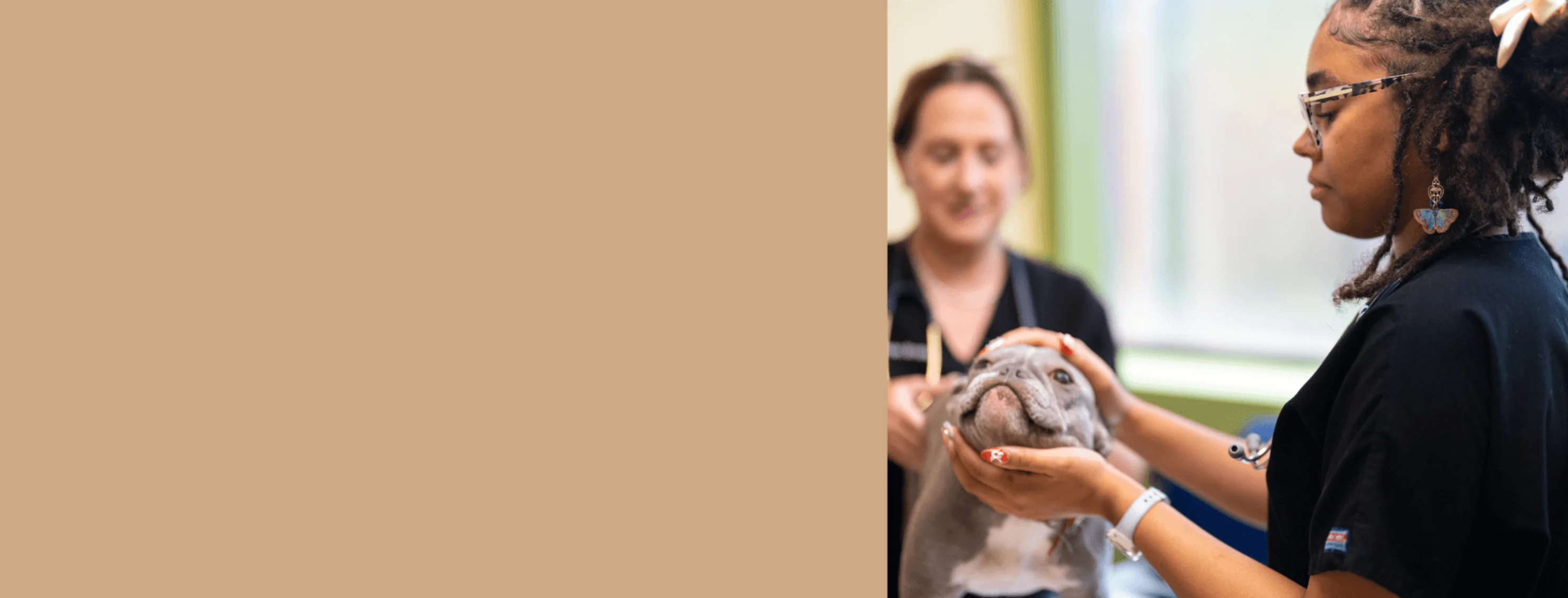 Veterinarian examining dog Veterinarian examining dog