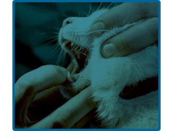 Cat getting it's teeth examined