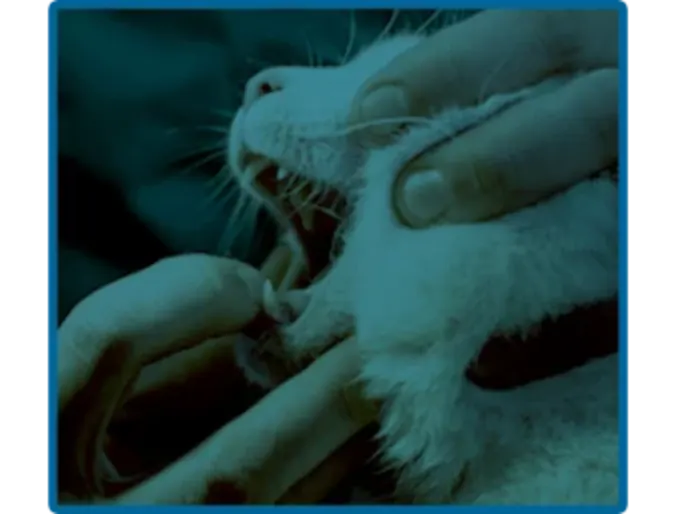 Cat getting it's teeth examined Cat getting it's teeth examined