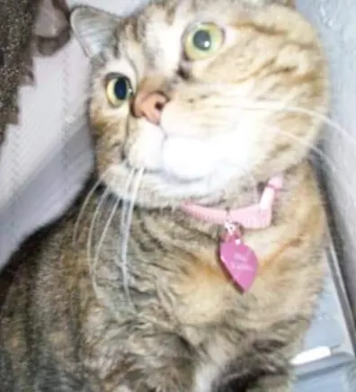 Gixr wearing a pink collar looking over to the side Gixr wearing a pink collar looking over to the side