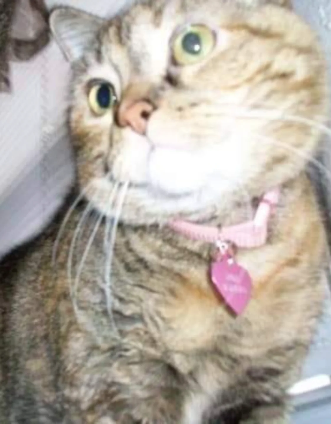 Gixr wearing a pink collar looking over to the side Gixr wearing a pink collar looking over to the side