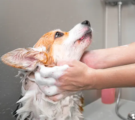 DOG IN BATHTUB 