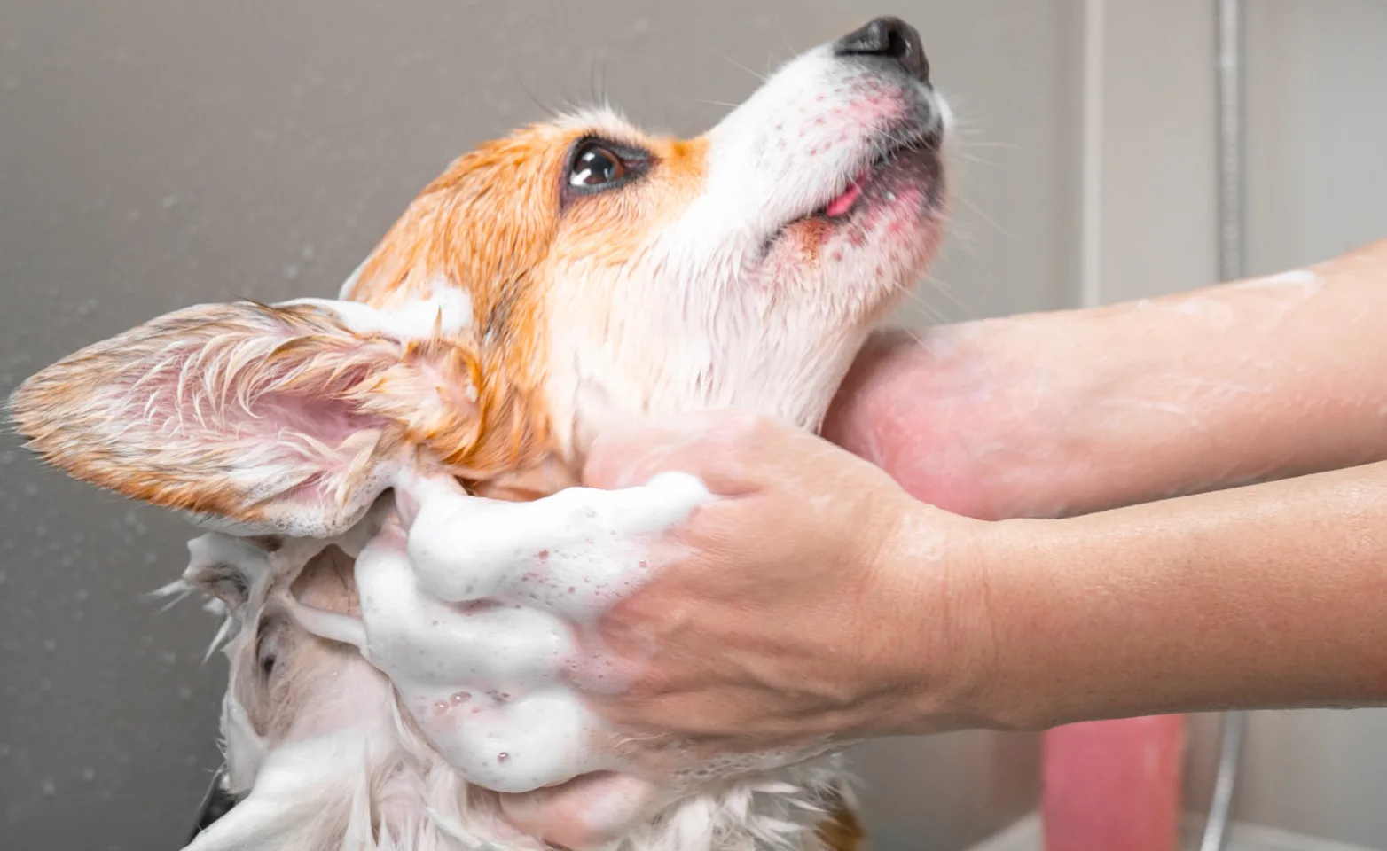 DOG IN BATHTUB 