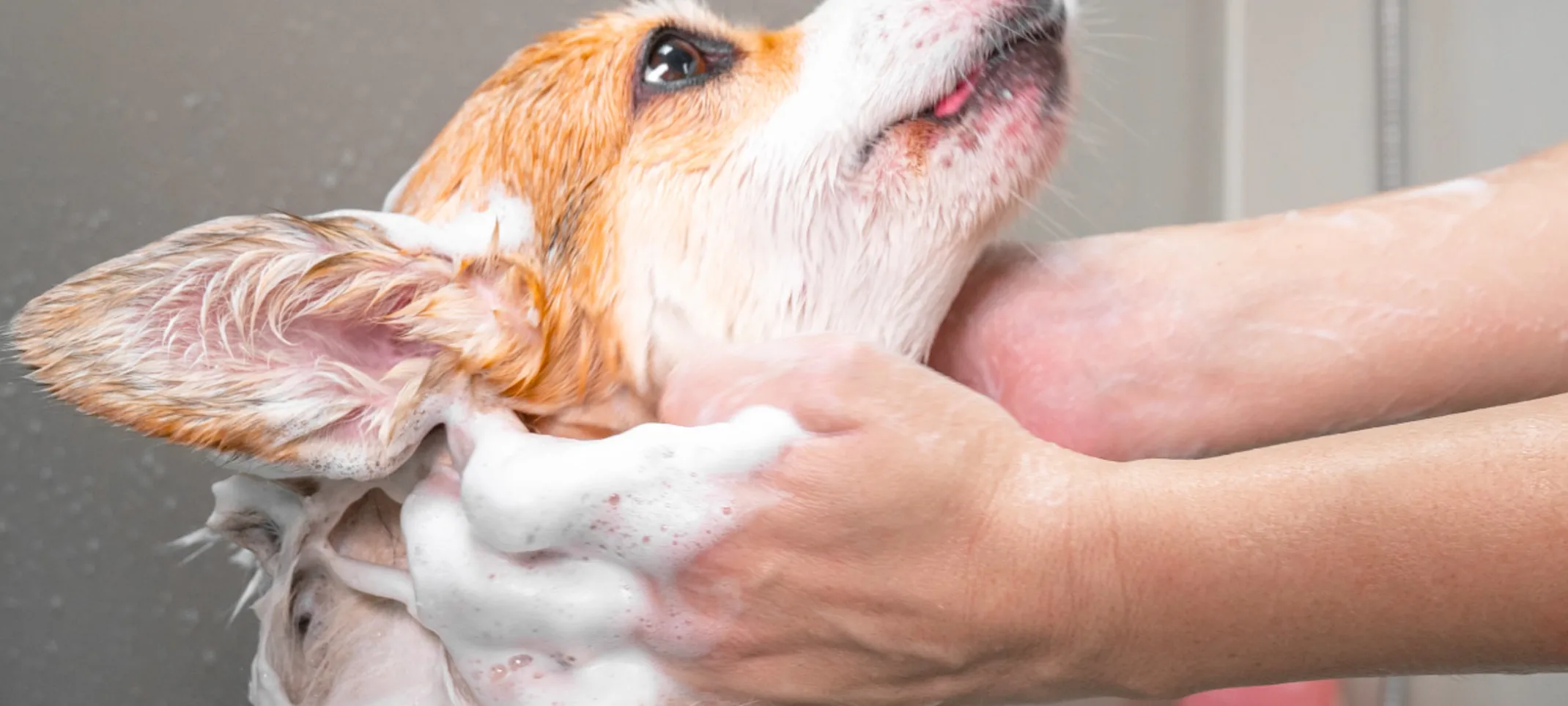 DOG IN BATHTUB 